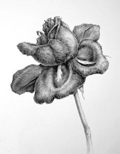 Tonal Drawing Of A Rose 38 Best tonal Drawings Black and White Images Charcoal Drawing