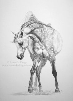 Tumblr Drawing Horse 2288 Best Horses In Graphite Images In 2019 Horse Graffiti Horses