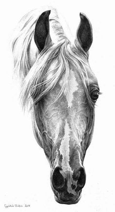Tumblr Drawing Horse 2288 Best Horses In Graphite Images In 2019 Horse Graffiti Horses