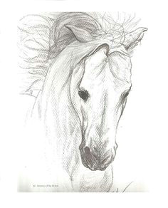 Tumblr Drawing Horse 65 Best Drawing Images On Pinterest In 2018 Drawing Techniques