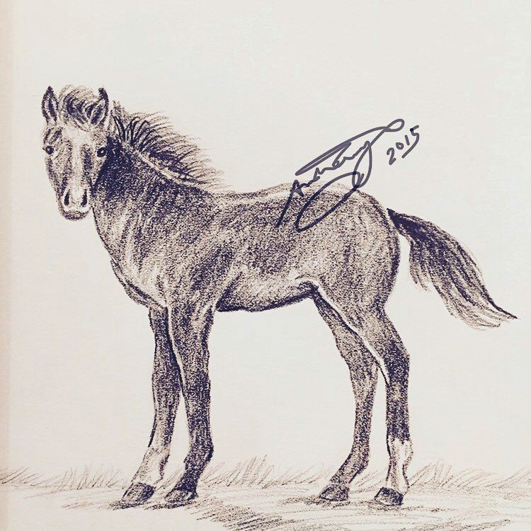 Tumblr Drawing Horse Simple Exercises for Beginners Page 11 Of 30 Horse Drawa Ng