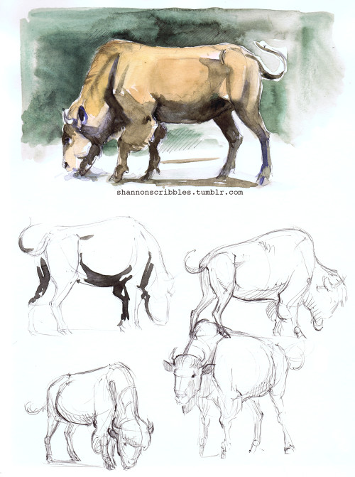 Tumblr Drawing Horse Zoo Sketches From Yesterday It Was A Good Reminder why I Don T Like