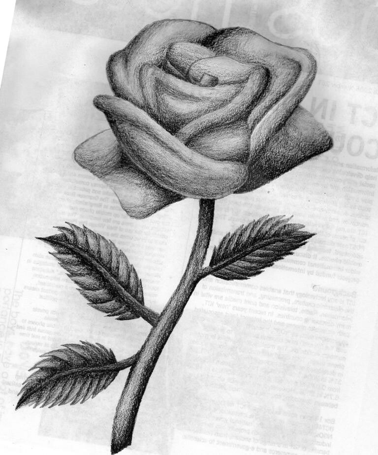 Types Of Roses Drawings Pin Od Poua A Vatea A Sisi Sisi Na Nastenke Kresby A Maa by Drawings