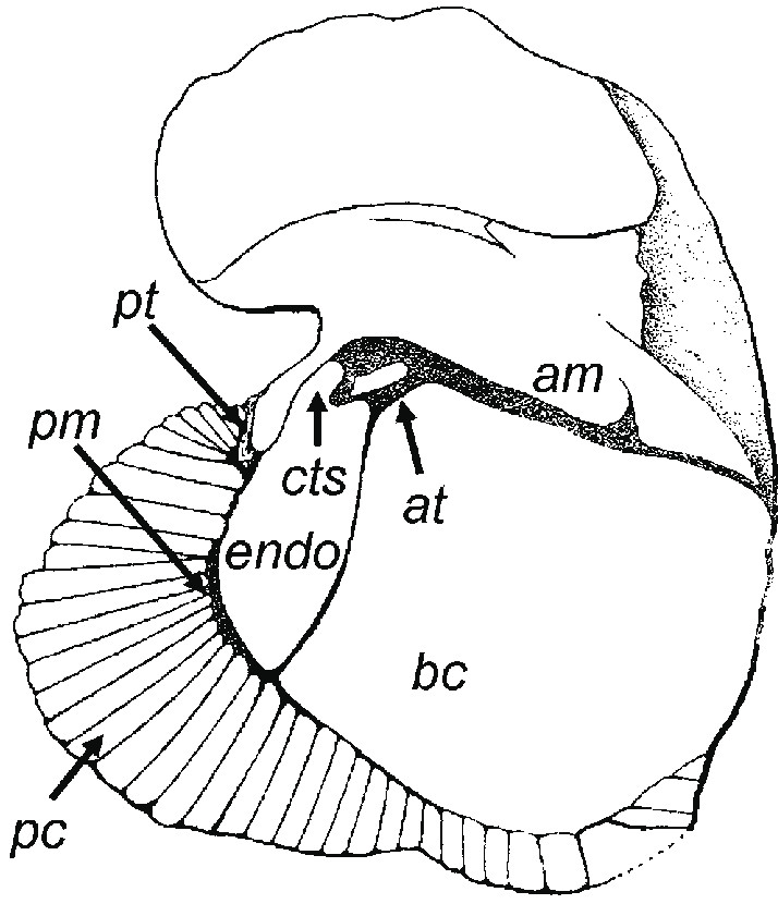 Unduh Drawing Cartoons 2 C Choffati Douville 1898 Drawing Of Left Valve Holotype From