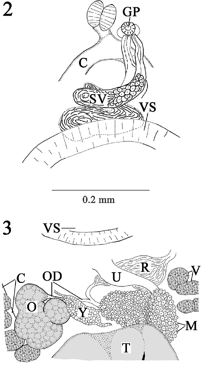 Unduh Drawing Cartoons 2 Neolebouria Truncata 2 Composite Drawing Of Cirrus Sac and Seminal