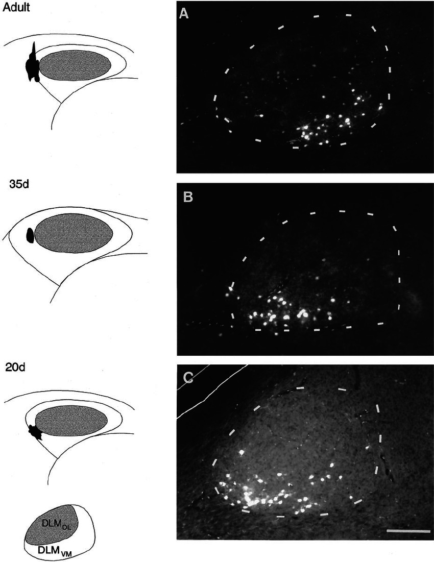 Unduh Drawing Cartoons 2 Photomicrographs Demonstrating Comparable Patterns Of Connectivity