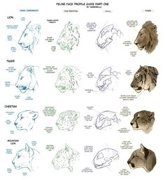 V Drawing Tutorial 279 Best How to Draw Animals Images Animal Drawings Sketches Of