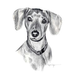 Wiener Dog Drawing 126 Best Dachshund Drawing Images In 2019 Dachshund Drawing