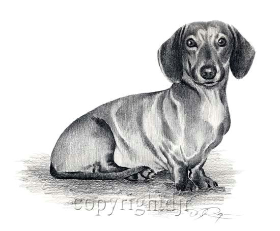 Wiener Dog Drawing Picture Of A Dachsund Dachshund Dog Ii Pencil Drawing 8 X 10 Art