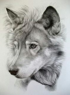 Wolf Drawing 3d 459 Best Wolves Fox Art Images In 2019 Sketches Of Animals