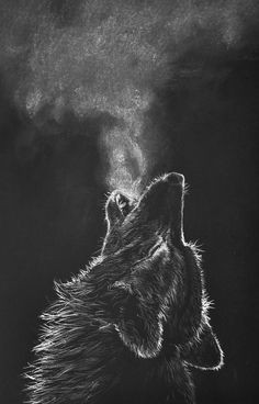 Wolf Drawing Black Paper 109 Best Wolf Images Wolf Drawings Art Drawings Draw Animals