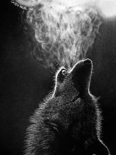 Wolf Drawing Black Paper 264 Best Black Paper White Charcoal Images In 2019 Sketches