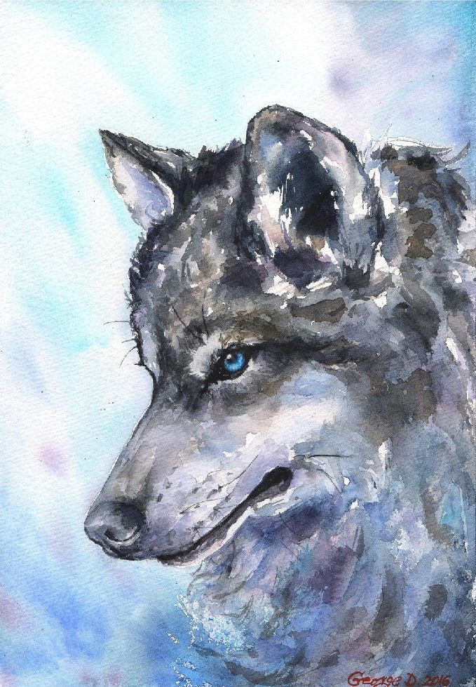 Wolf Drawing Blue Wolf north Watercolor Print Of the original Watercolor Painting Blue