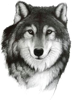 Wolf Drawing Charcoal 615 Best Native Art Images Paintings Artworks Drawings