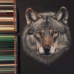 Wolf Drawing Colored Pencil 157 Best Colored Pencil Blending Images In 2019 Colouring Pencils