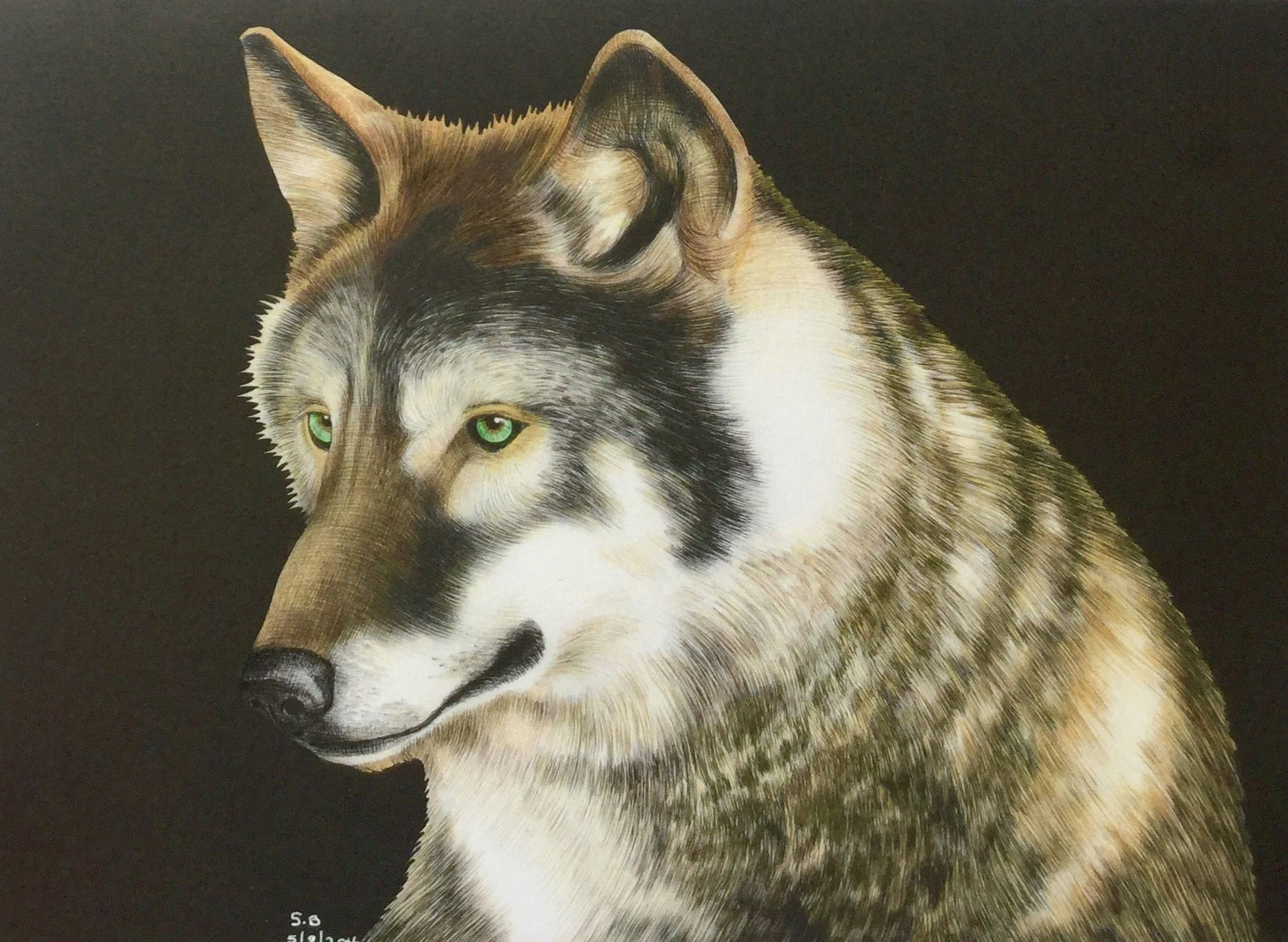 Wolf Drawing Colored Pencil Intricate Art by Tim Jeffs I Used Whsmith Pencils Intricateart