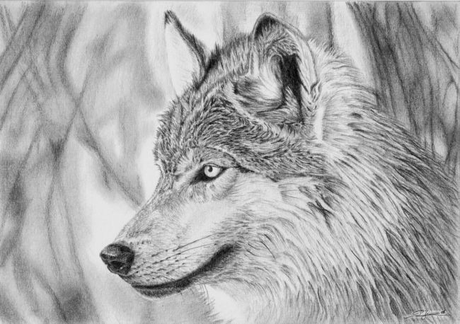 Wolf Drawing Colorful Dessin Loup 1 to Draw Up Wolf Drawings Artwork