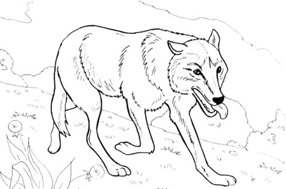 Wolf Drawing Colour Best Of Wolf Coloring Pages Brittartdesign Us