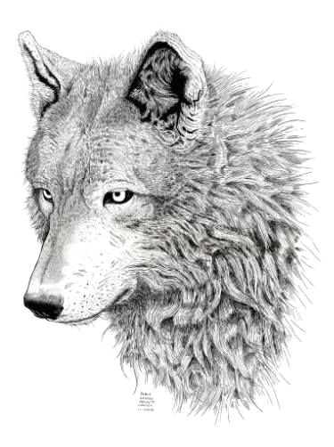 Wolf Drawing.com Wolf Drawing by Pablo Peralta Pinterest Wolf and Tattoo