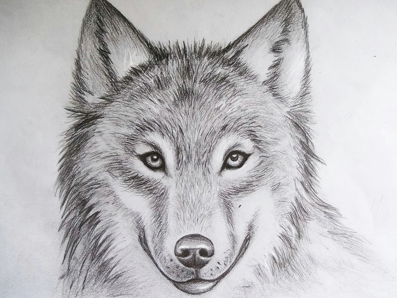 Wolf Drawing Easy Head Free Wolf Drawings Download Free Clip Art Free Clip Art On Clipart