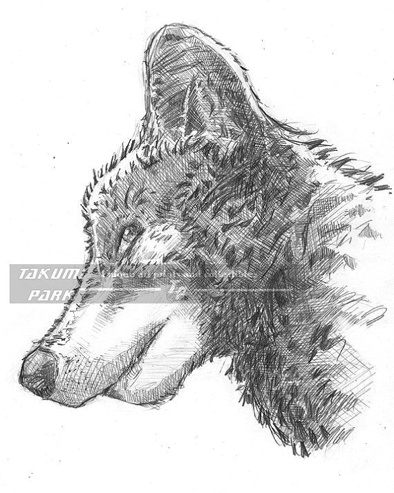 Wolf Drawing for Sale Looking for A Gift for People who Love Wolves Love Wolves Yourself