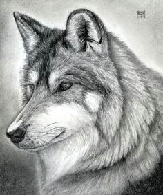 Wolf Drawing From the Side 109 Best Wolf Images Wolf Drawings Art Drawings Draw Animals