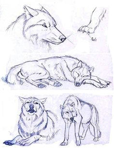 Wolf Drawing From the Side 209 Best Wolf Sketch Images In 2019 Drawing Techniques Animal