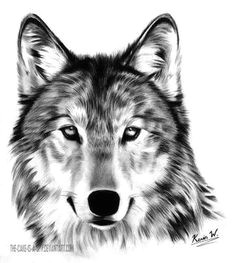 Wolf Drawing Front Die 63 Besten Bilder Von Wolf In 2019