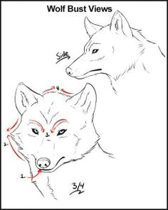 Wolf Drawing Front View 255 Best Animal Anatomy Tutorials Images Drawing Techniques