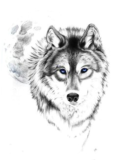 Wolf Drawing Grid Die 28 Besten Bilder Von Pencil Drawing