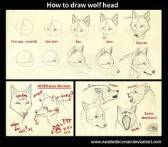 Wolf Drawing Guide 109 Best Wolf Images Wolf Drawings Art Drawings Draw Animals