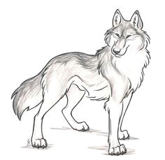 Wolf Drawing Guide 180 Best Wolf Drawings Images Drawing Techniques Drawing