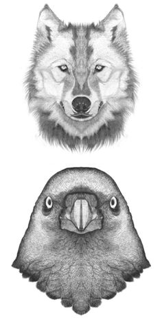 Wolf Drawing Guidelines 109 Best Wolf Images Wolf Drawings Art Drawings Draw Animals