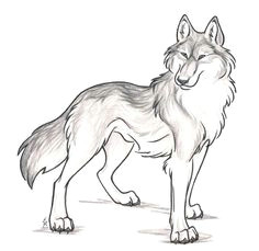 Wolf Drawing Hd 180 Best Wolf Drawings Images Drawing Techniques Drawing