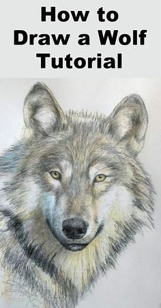 Wolf Drawing In Color 109 Best Wolf Images Wolf Drawings Art Drawings Draw Animals