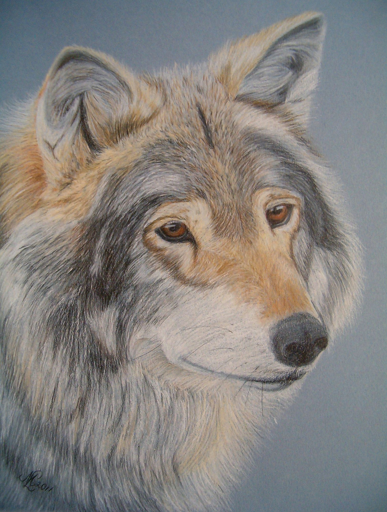 Wolf Drawing In Color Aragon A norwegian Wolf Colored Pencil Drawing by Marita Lipke