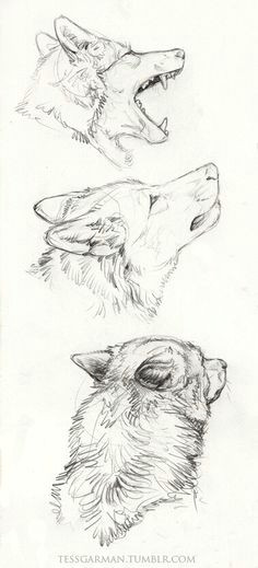 Wolf Drawing Kit 1054 Best Wolf Drawings Images In 2019 Drawings Wolves Art Wolf