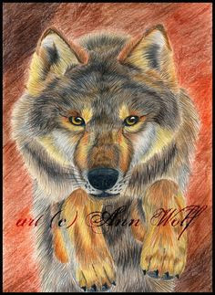 Wolf Drawing Kit 145 Best Wolf Drawings Images Fox Animal Pictures Gray Wolf