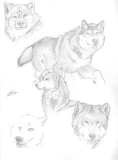 Wolf Drawing Kit 145 Best Wolf Drawings Images Fox Animal Pictures Gray Wolf