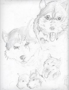 Wolf Drawing Kit 145 Best Wolf Drawings Images Fox Animal Pictures Gray Wolf