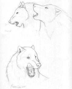 Wolf Drawing Kit 145 Best Wolf Drawings Images Fox Animal Pictures Gray Wolf