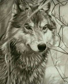 Wolf Drawing On Computer Die 696 Besten Bilder Von Wolf In 2019 Draw Animals Wolf Pictures