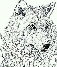 Wolf Drawing Pattern 209 Best Wolf Sketch Images In 2019 Drawing Techniques Animal