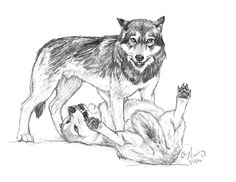 Wolf Drawing Pen 180 Best Wolf Drawings Images Drawing Techniques Drawing