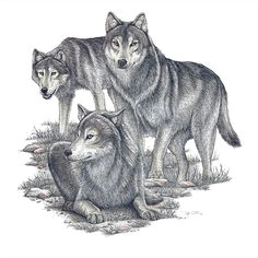 Wolf Drawing Pen and Ink 123 Best Pen and Ink Drawings Images Pencil Drawings Paintings