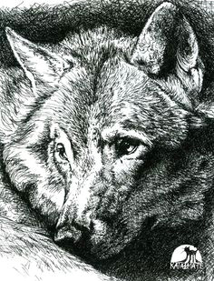 Wolf Drawing Pen and Ink 168 Best Drawing Ink Techniques Images Drawing Techniques Art