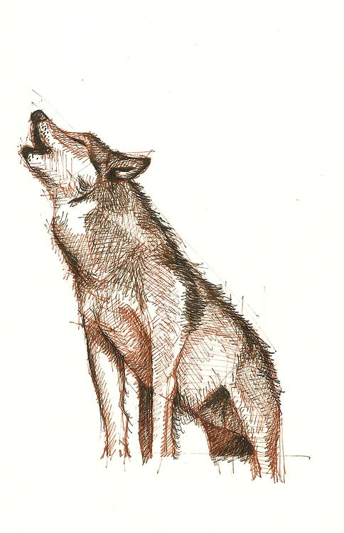 Wolf Drawing Positions Position Wolves On Wolves On Wolves Pinterest