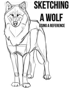 Wolf Drawing Practice 74 Best Wolf Drawing References Images Werewolf Drawings Wolves