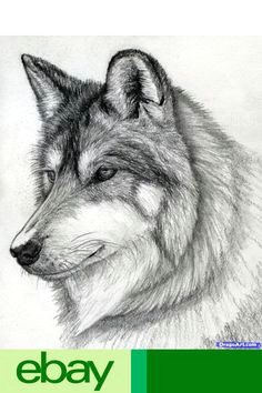 Wolf Drawing Real 338 Best Drawing Images Pencil Drawings Drawings Pencil Art