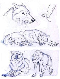 Wolf Drawing Ref 206 Best Wolf Sketch Images In 2019 Drawing Techniques Animal